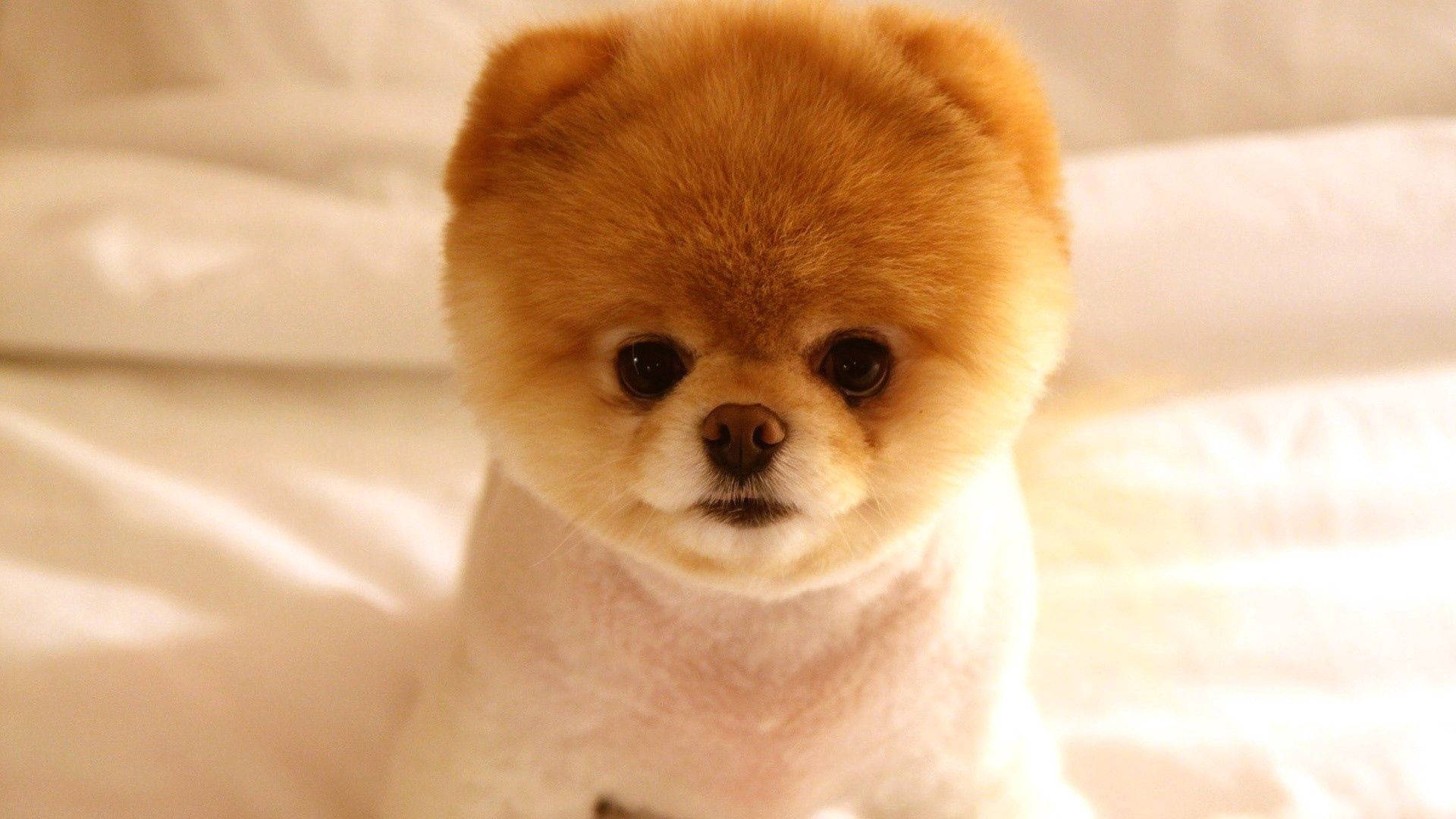 Fluffy Groomed Pomeranian Puppy Wallpaper