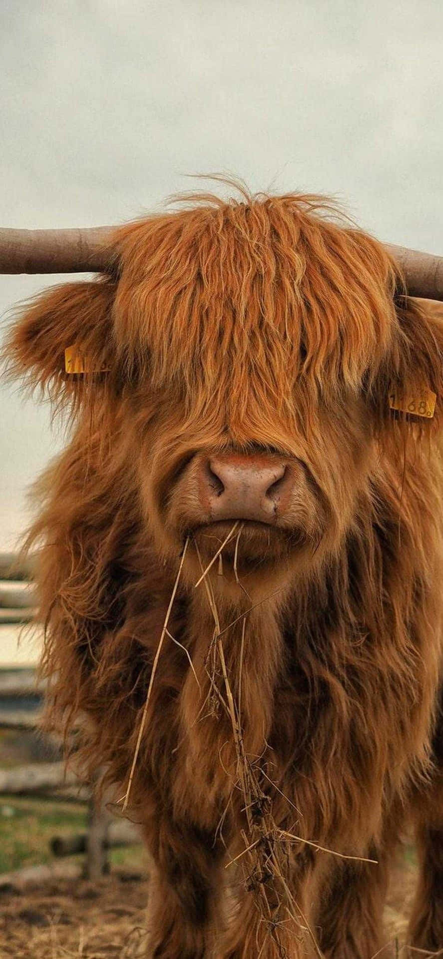 Fluffy Highland Cow Chewing Straw Wallpaper