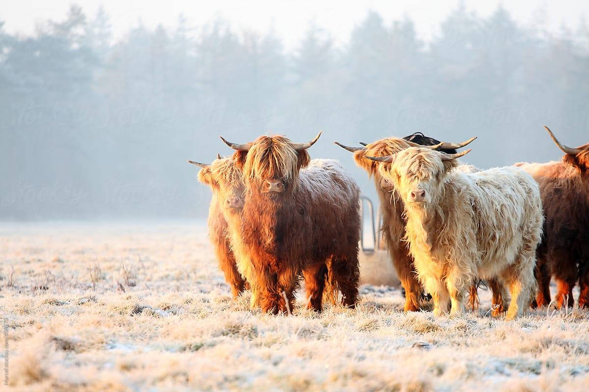 Fluffy Highland Cow Herd Background