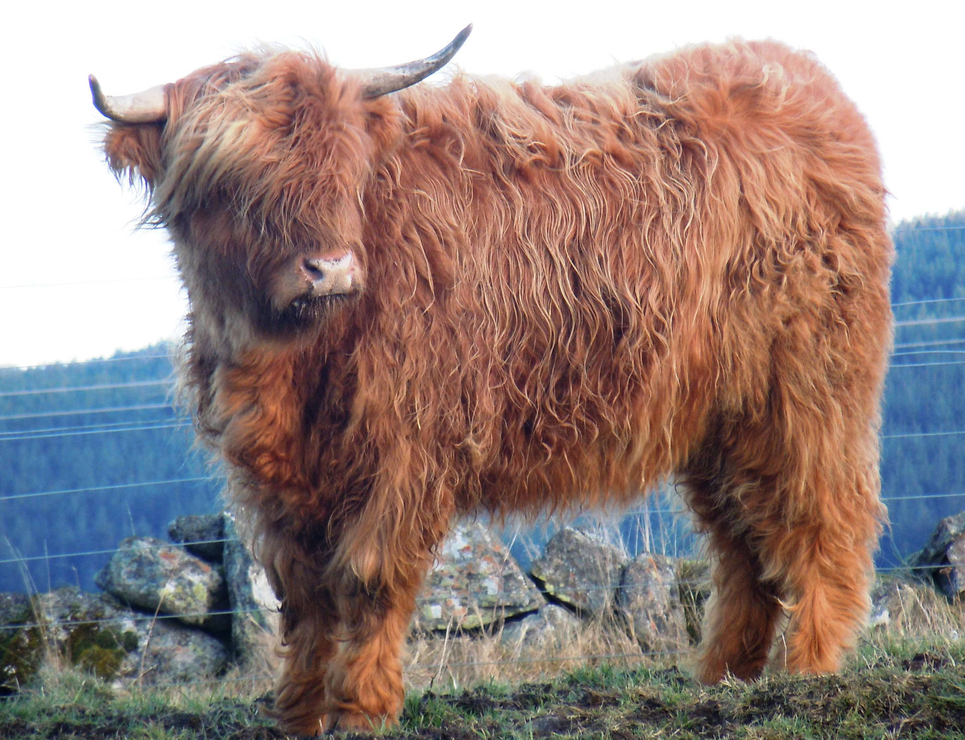 Fluffy Highland Cow Background