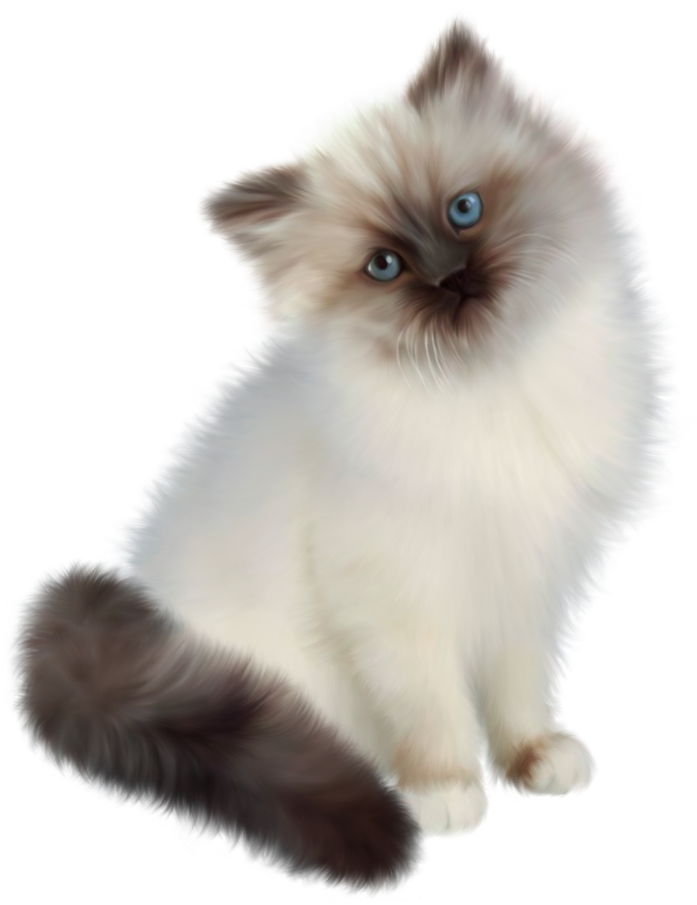 Fluffy Himalayan Cat PNG