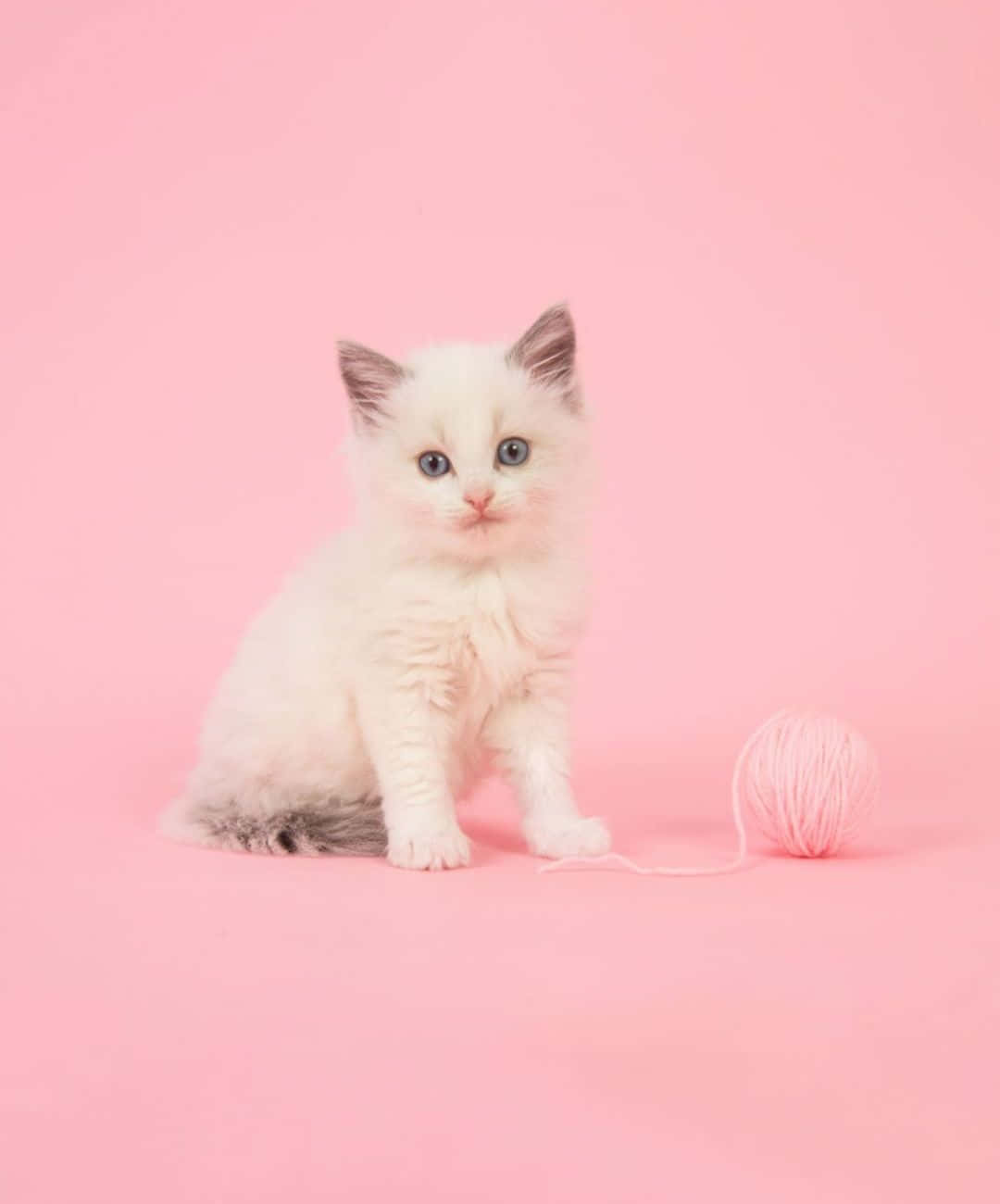 Fluffy Kitten Pink Backdrop Wallpaper