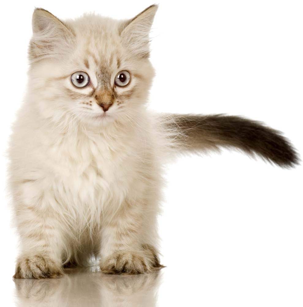 Fluffy Kitten Portrait PNG