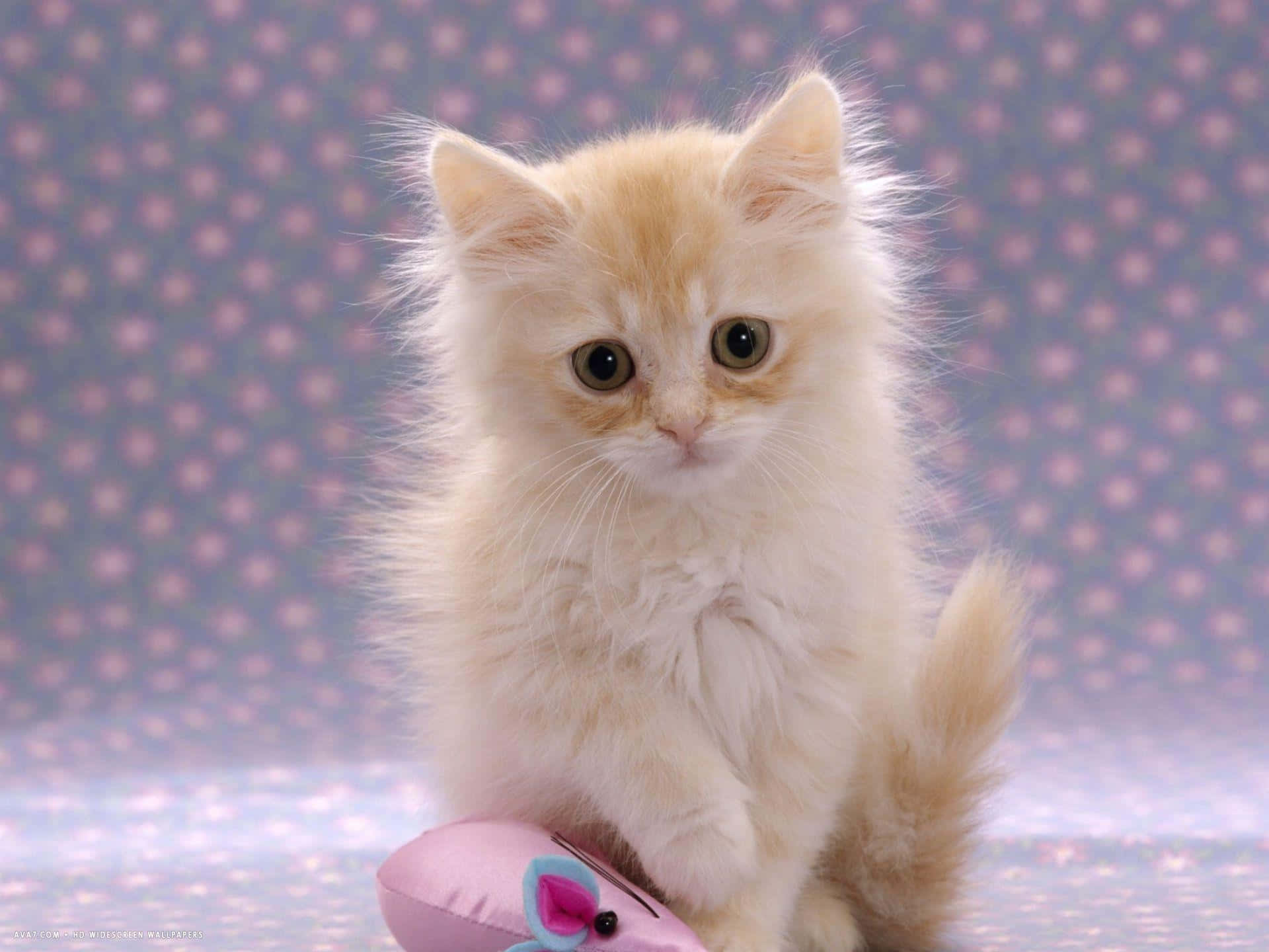 Chaton Fluffy Avec Souris Jouet Fond d'écran