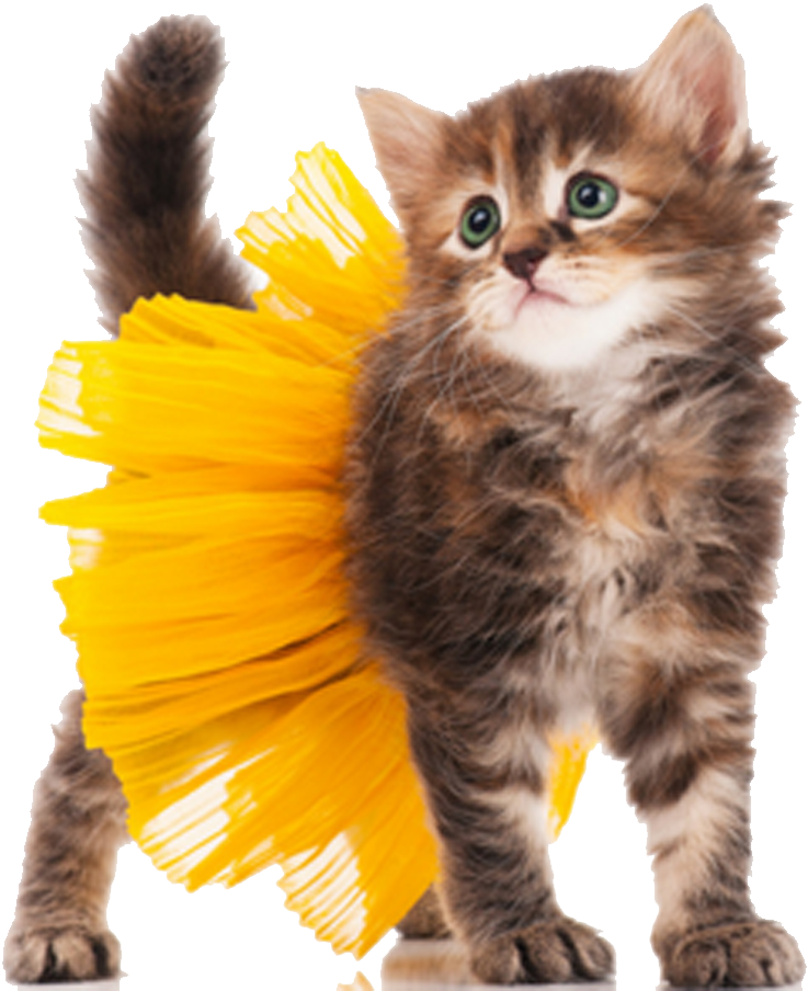 Fluffy Kitten With Yellow Brushstroke Tail PNG