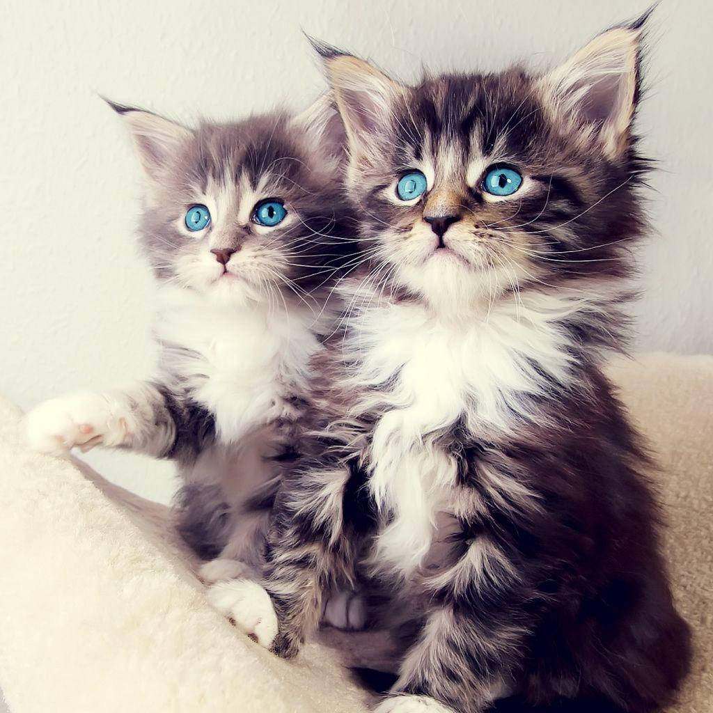 Fluffy Kittens With Blue Eyes Wallpaper