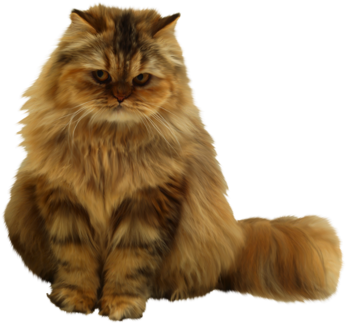 Fluffy Orange Cat Sitting PNG