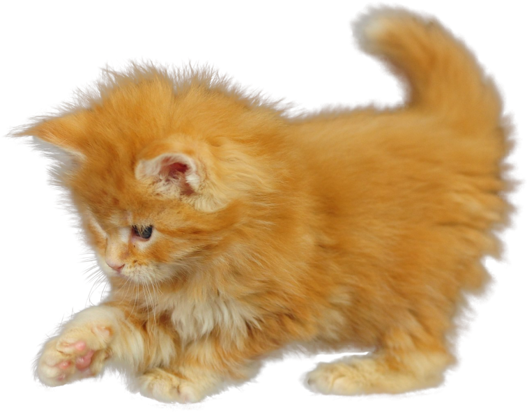 Download Fluffy Orange Kitten | Wallpapers.com