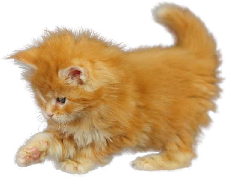 Fluffy Orange Kitten PNG