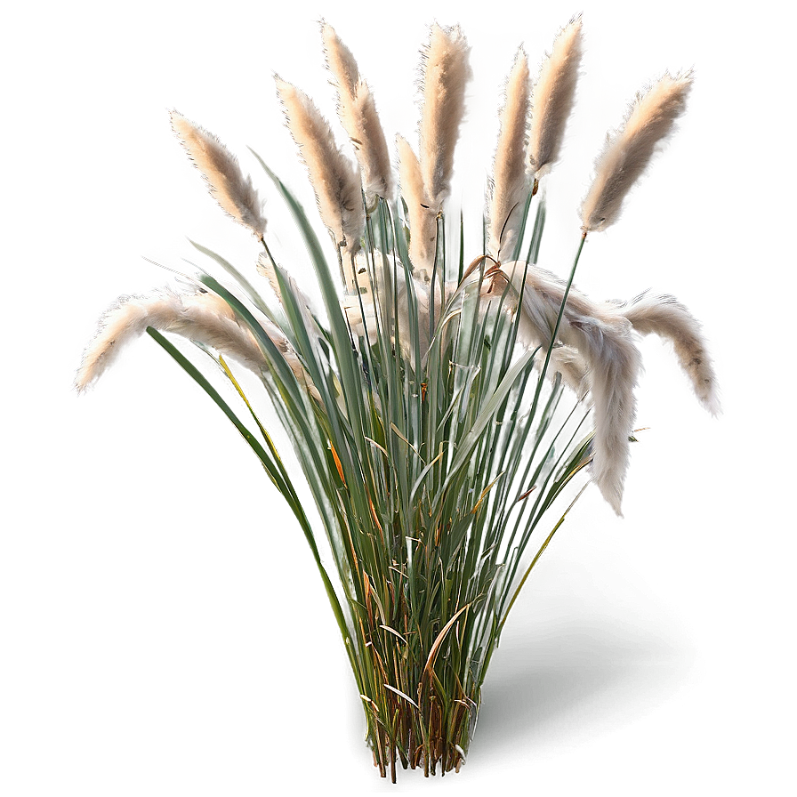 Fluffy Ornamental Grass Png Eod PNG