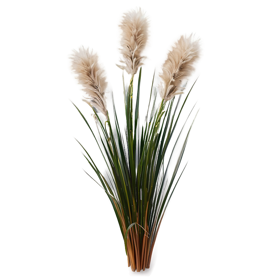Fluffy Ornamental Grass Png Kww48 PNG