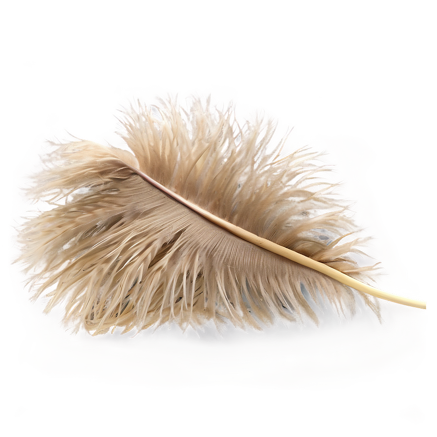 Fluffy Ostrich Feather Png Xvp99 PNG