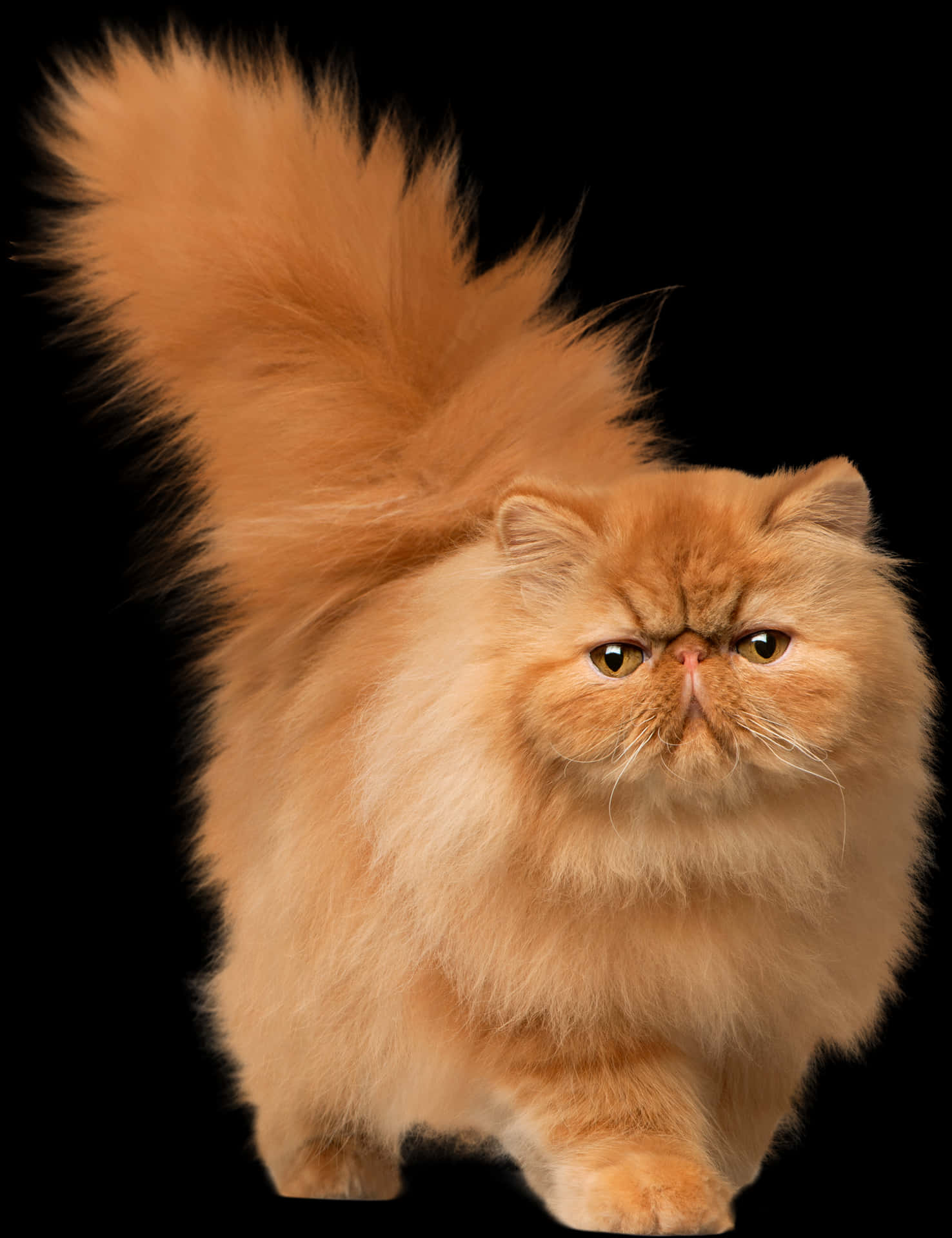 Fluffy Persian Cat Black Background.jpg PNG