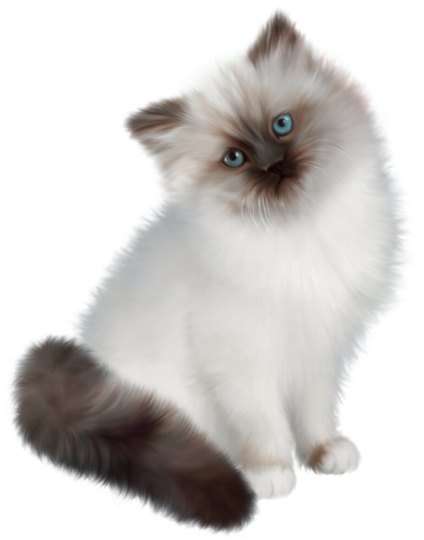 Fluffy Persian Cat Blue Eyes PNG