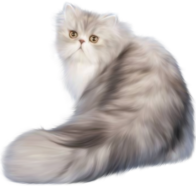Fluffy Persian Cat Illustration PNG