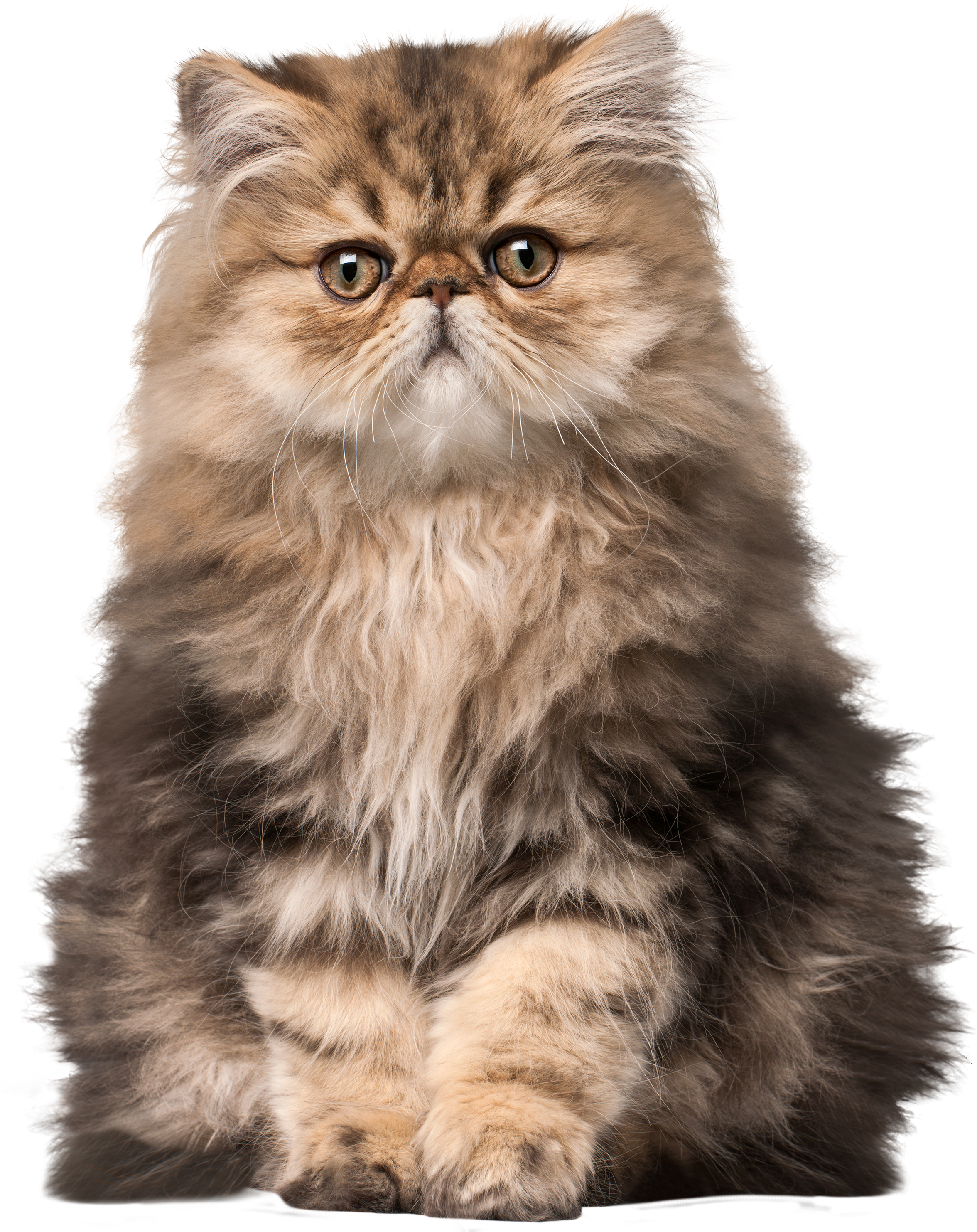 Fluffy Persian Cat Portrait PNG