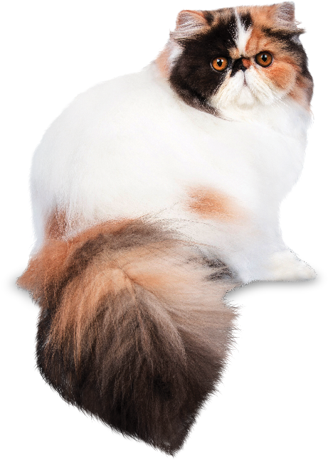 Fluffy Persian Cat Portrait PNG