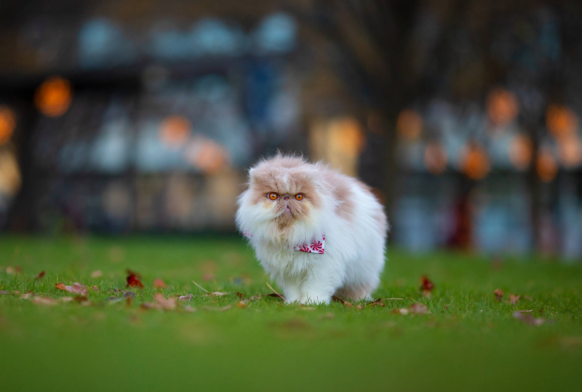 Fluffy Persian Cute Cat Aesthetic