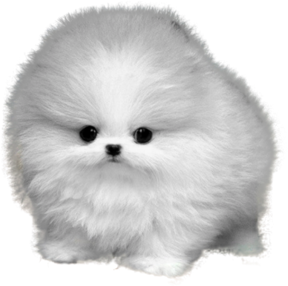 Fluffy Pomeranian Cartoon PNG