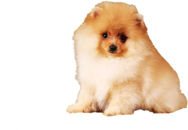 Fluffy Pomeranian Dog PNG