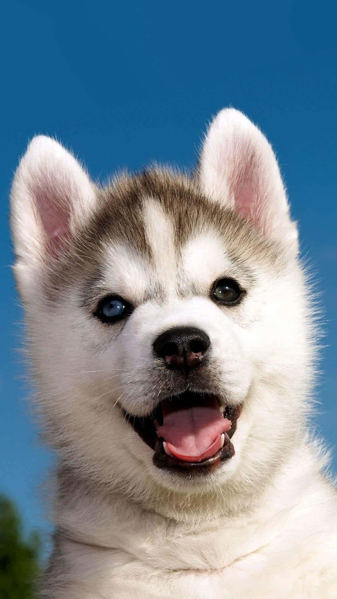A Husky Puppy Is Smiling In The Background Wallpaper