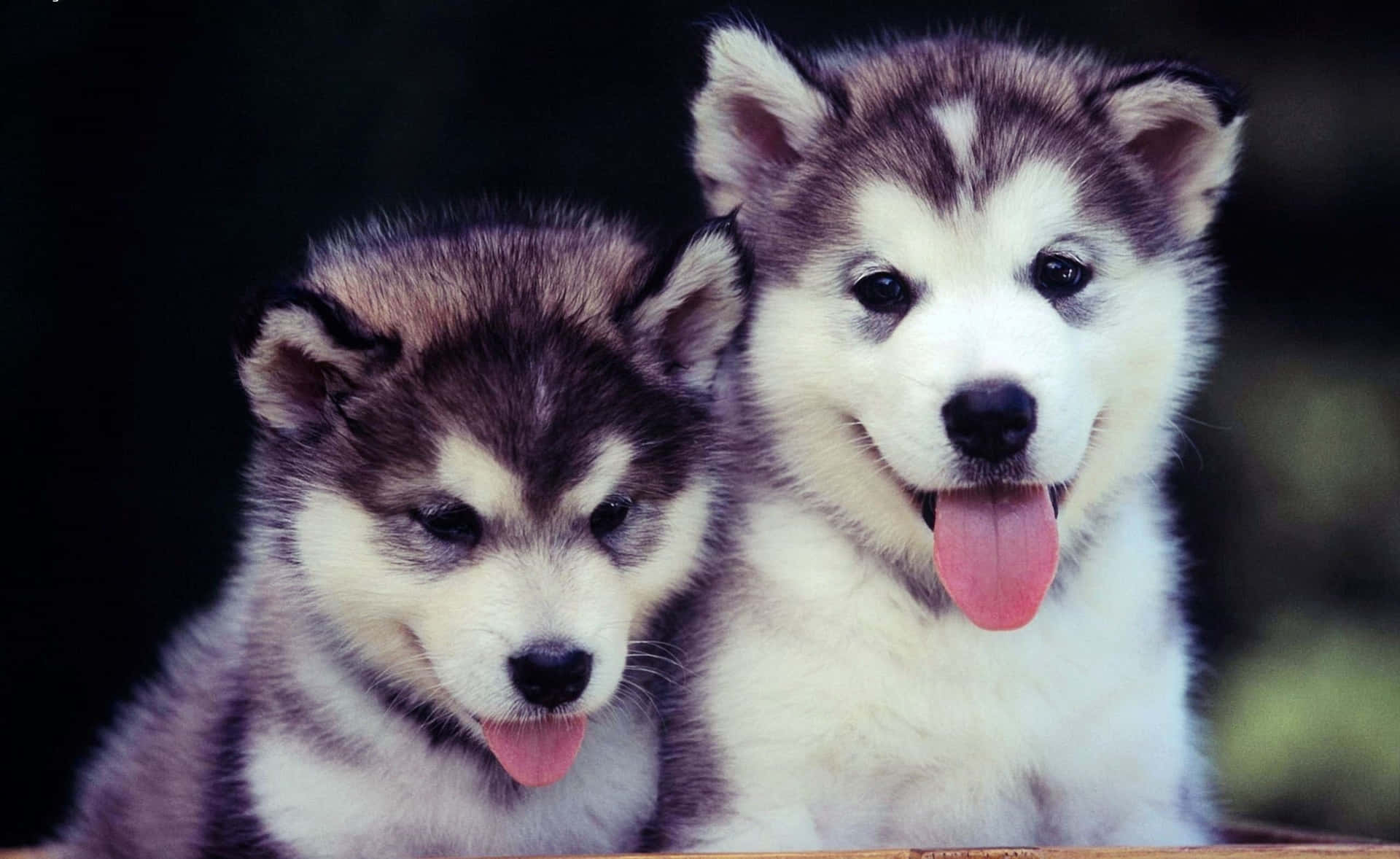 Two Husky Puppies Sitting In A Wooden Box Wallpaper