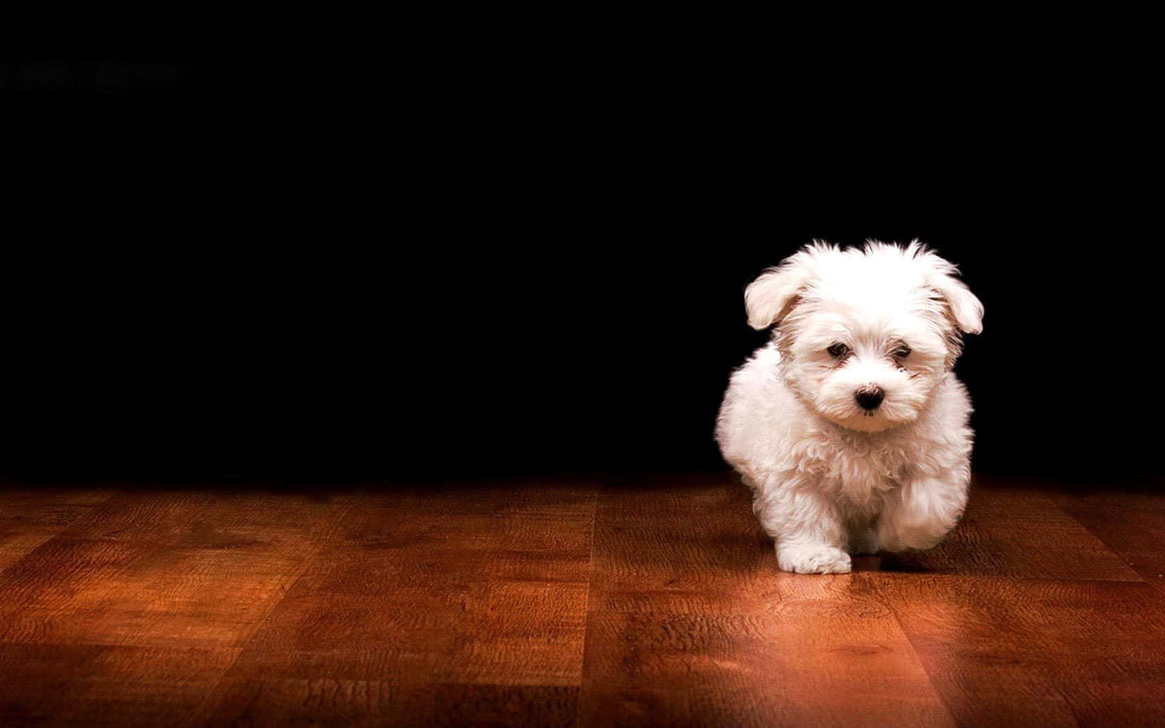 Adorable Fluffy Puppy Wallpaper