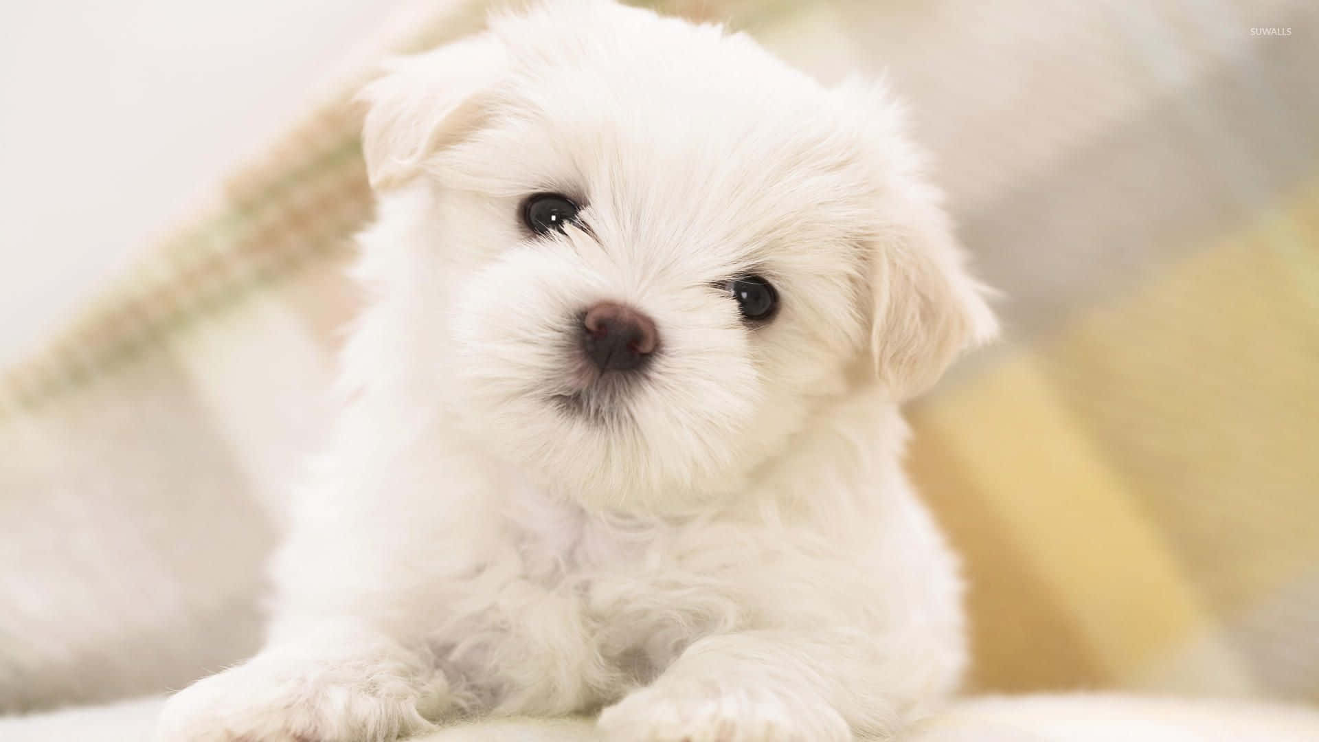 A White Puppy Is Sitting On A Blanket Wallpaper