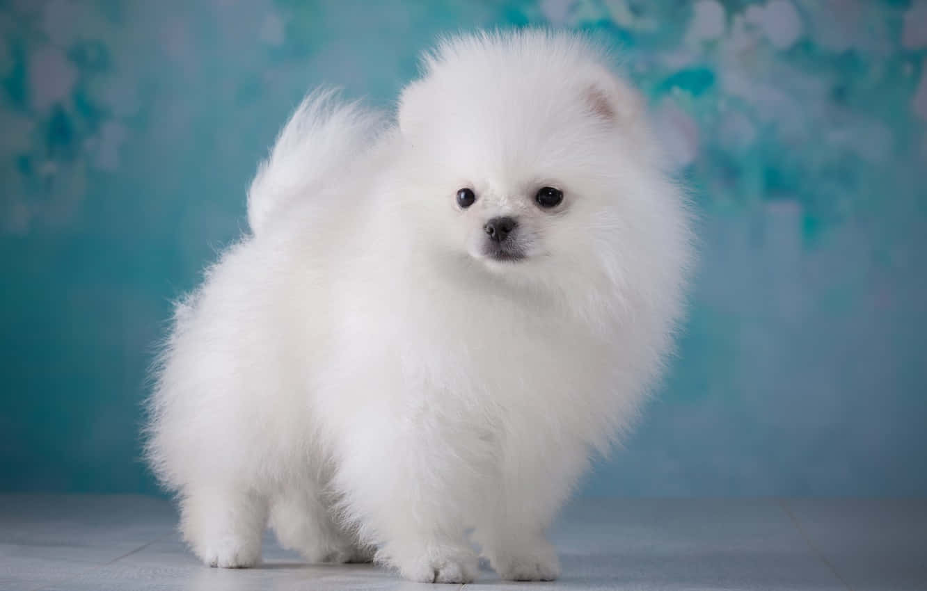 The Cutest Fluffy Puppy Wallpaper