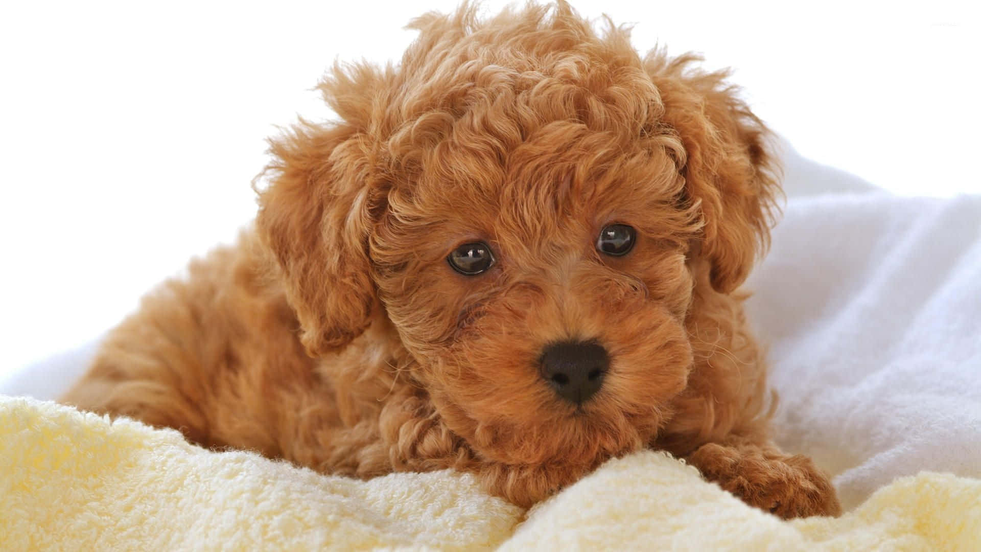 Adorable Fluffy Puppy Wallpaper