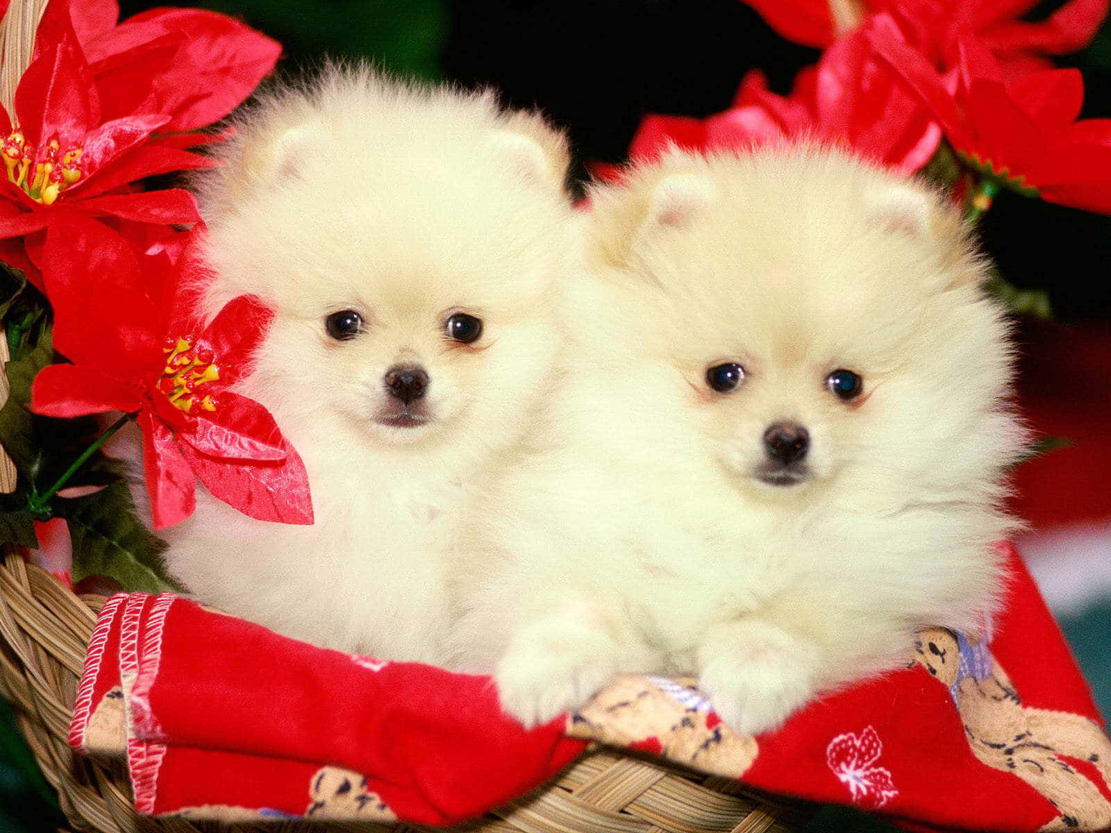 Two White Pomeranian Puppies In A Basket Wallpaper