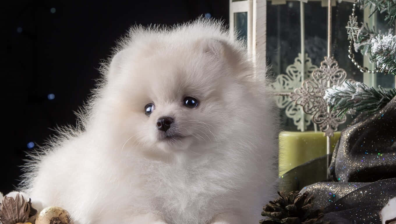 A Cute Fluffy Puppy Wallpaper