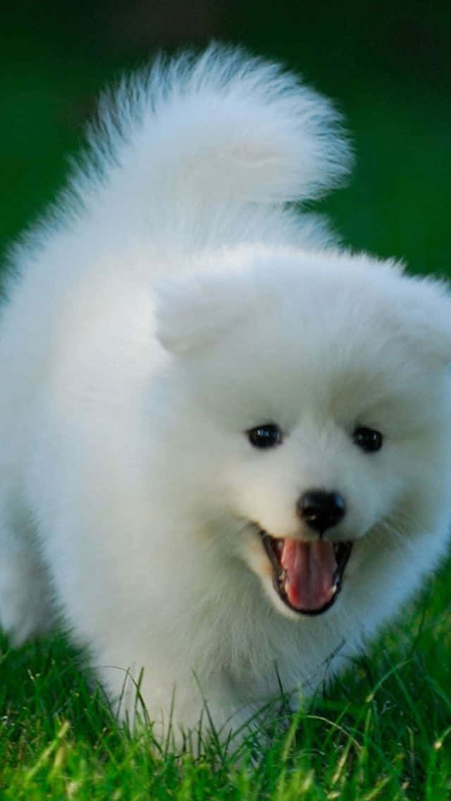 A White Puppy Running Through The Grass Wallpaper