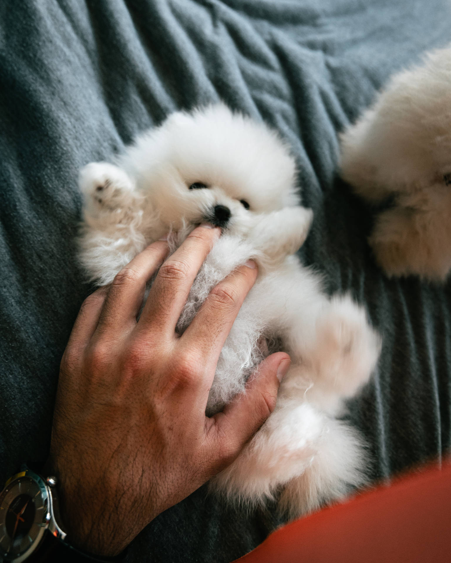 Fluffy Teacup Pomeranian Puppy
