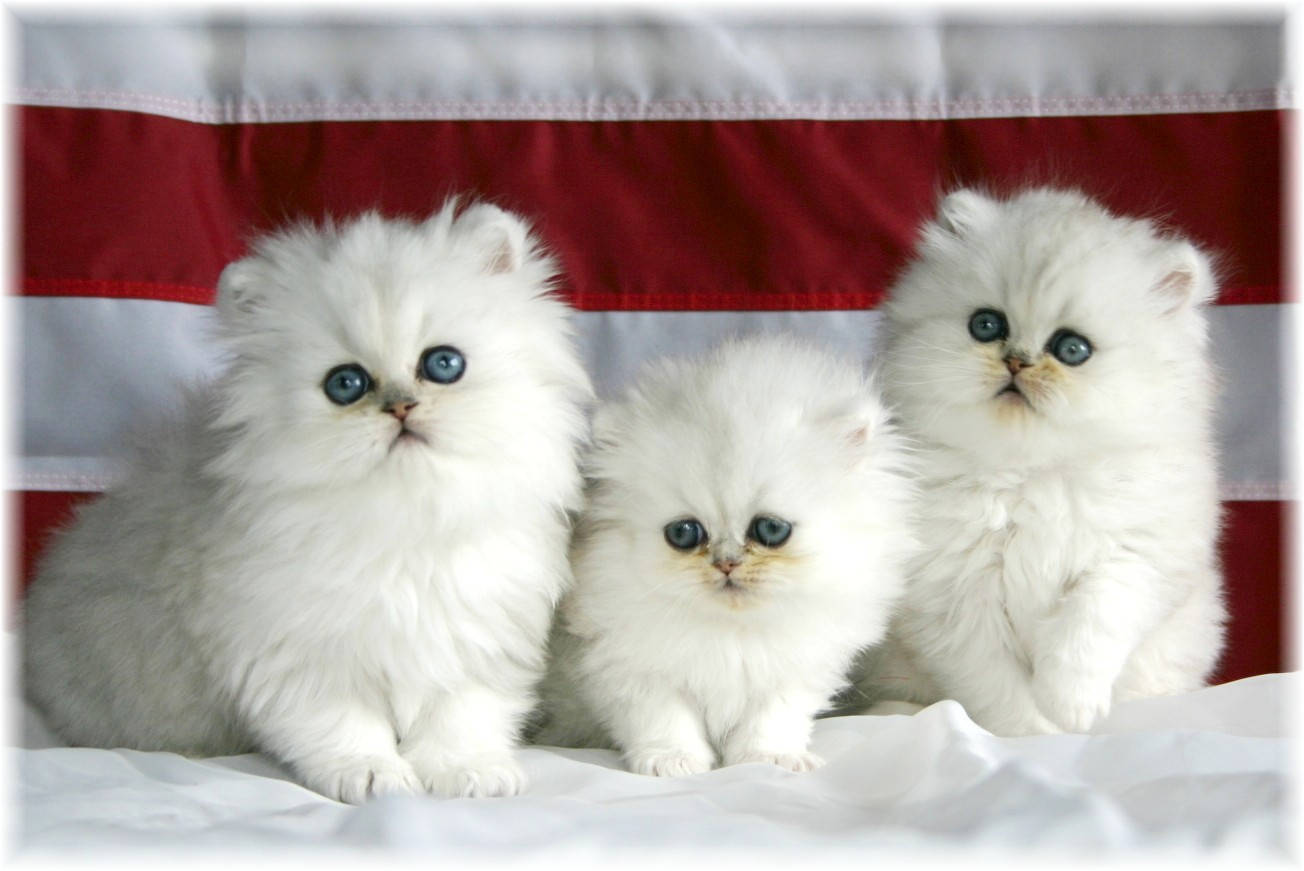Fluffy_ Trio_ White_ Persian_ Kittens Wallpaper