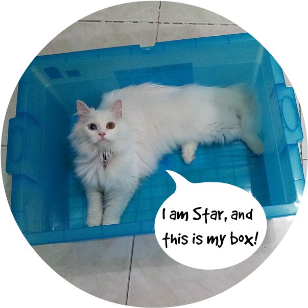 Fluffy White Cat In Blue Box Meme PNG