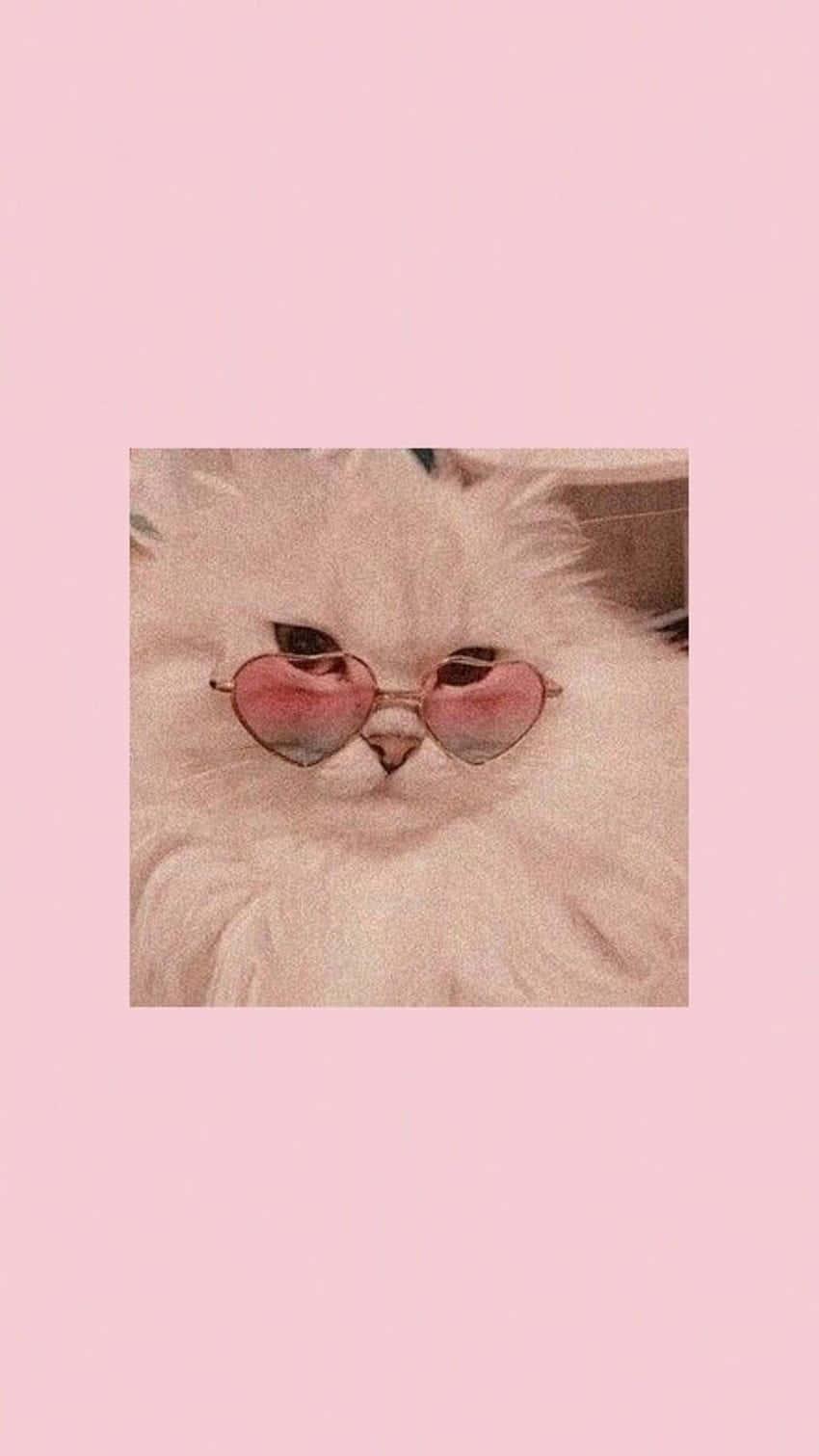 Fluffy White Cat Pink Glasses.jpg Wallpaper