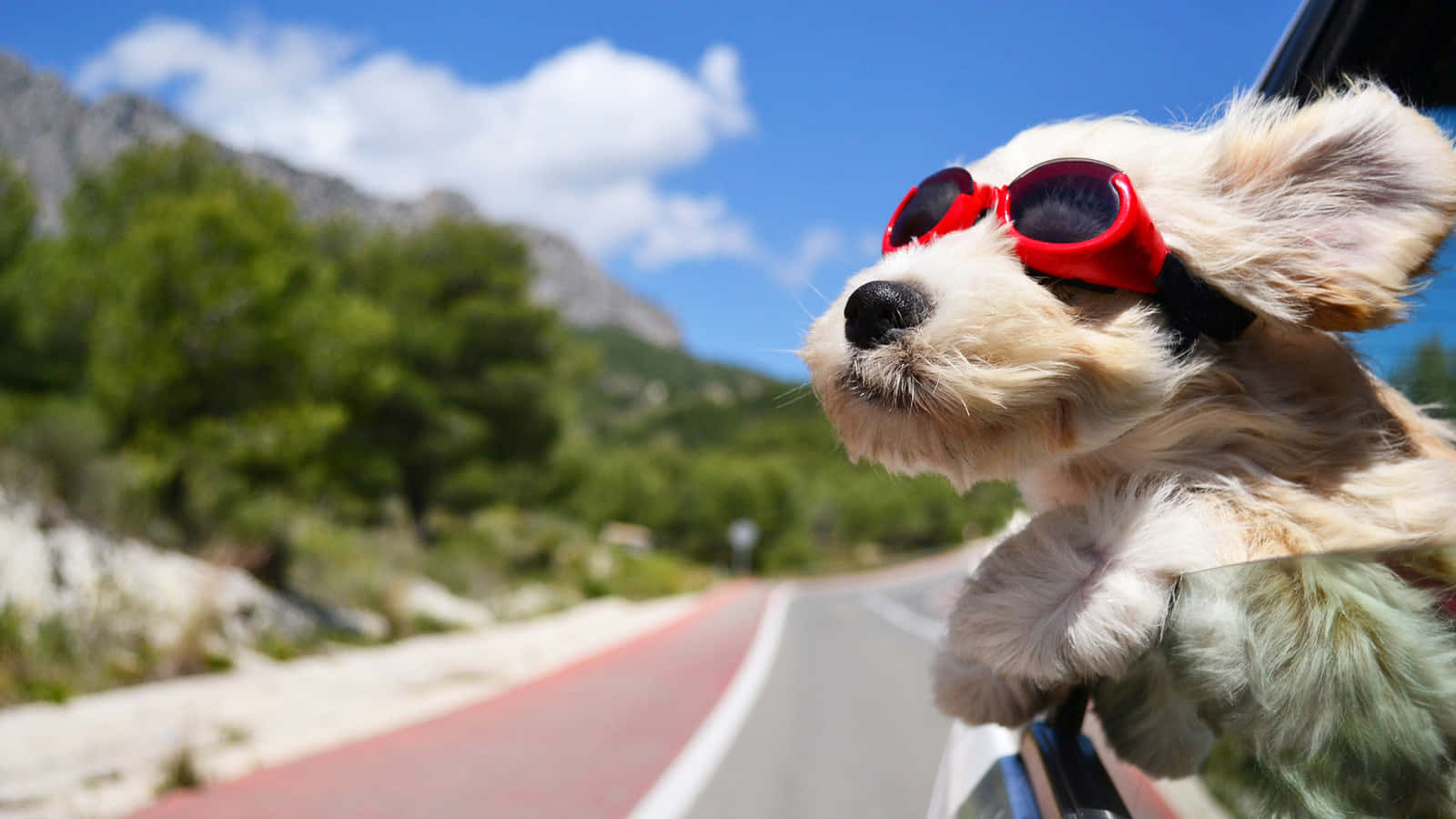 Fluffy White Dog Enjoying Outdoors Wallpaper