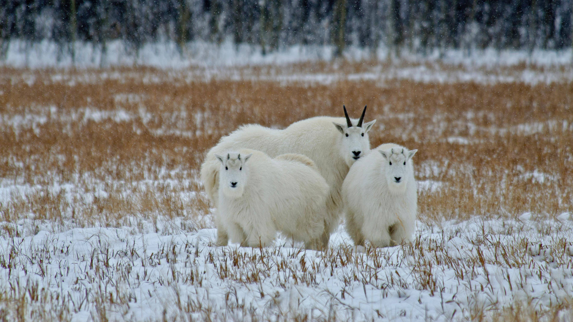 Fluffy White Goats On Grass Wallpaper