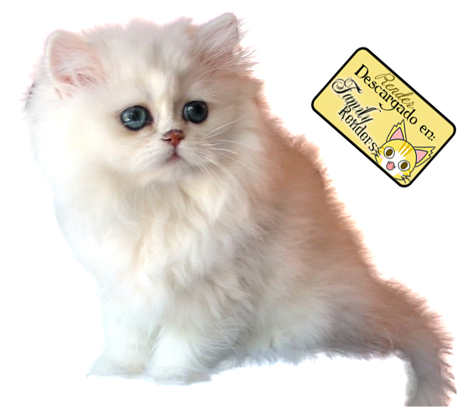 Fluffy White Persian Kitten PNG