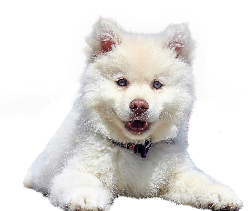 Fluffy White Puppy Portrait PNG