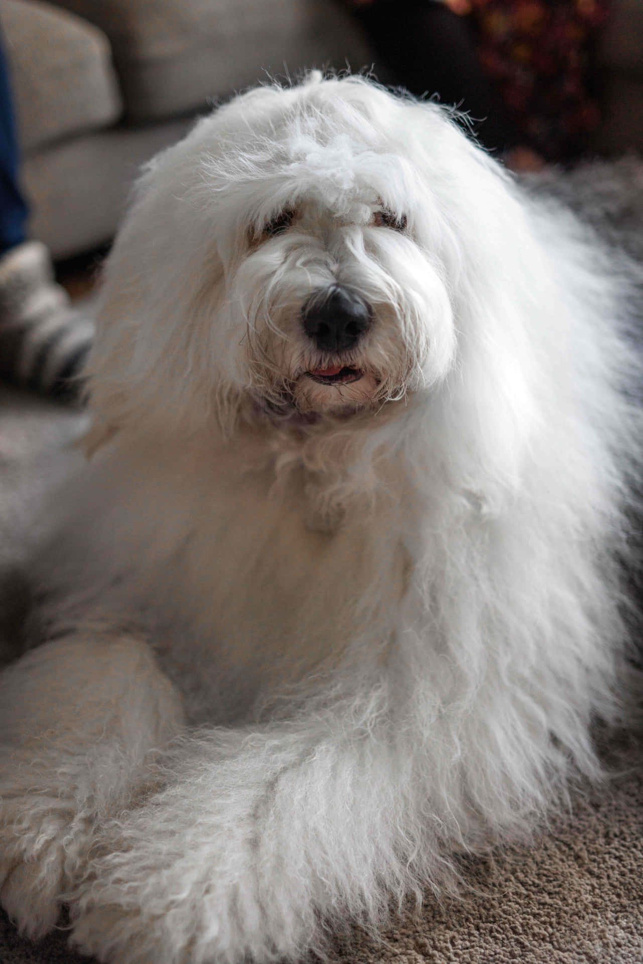 Fluffy Witte Harige Hond Portret Achtergrond