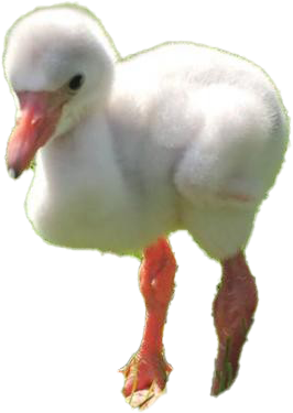 Fluffy White Water Bird Chick PNG