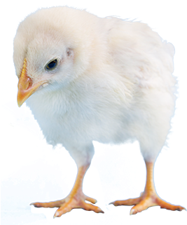 Fluffy Yellow Chick Isolated.png PNG