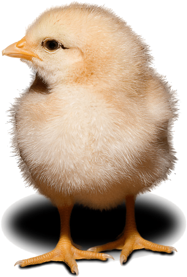 Fluffy Yellow Chick Standing PNG