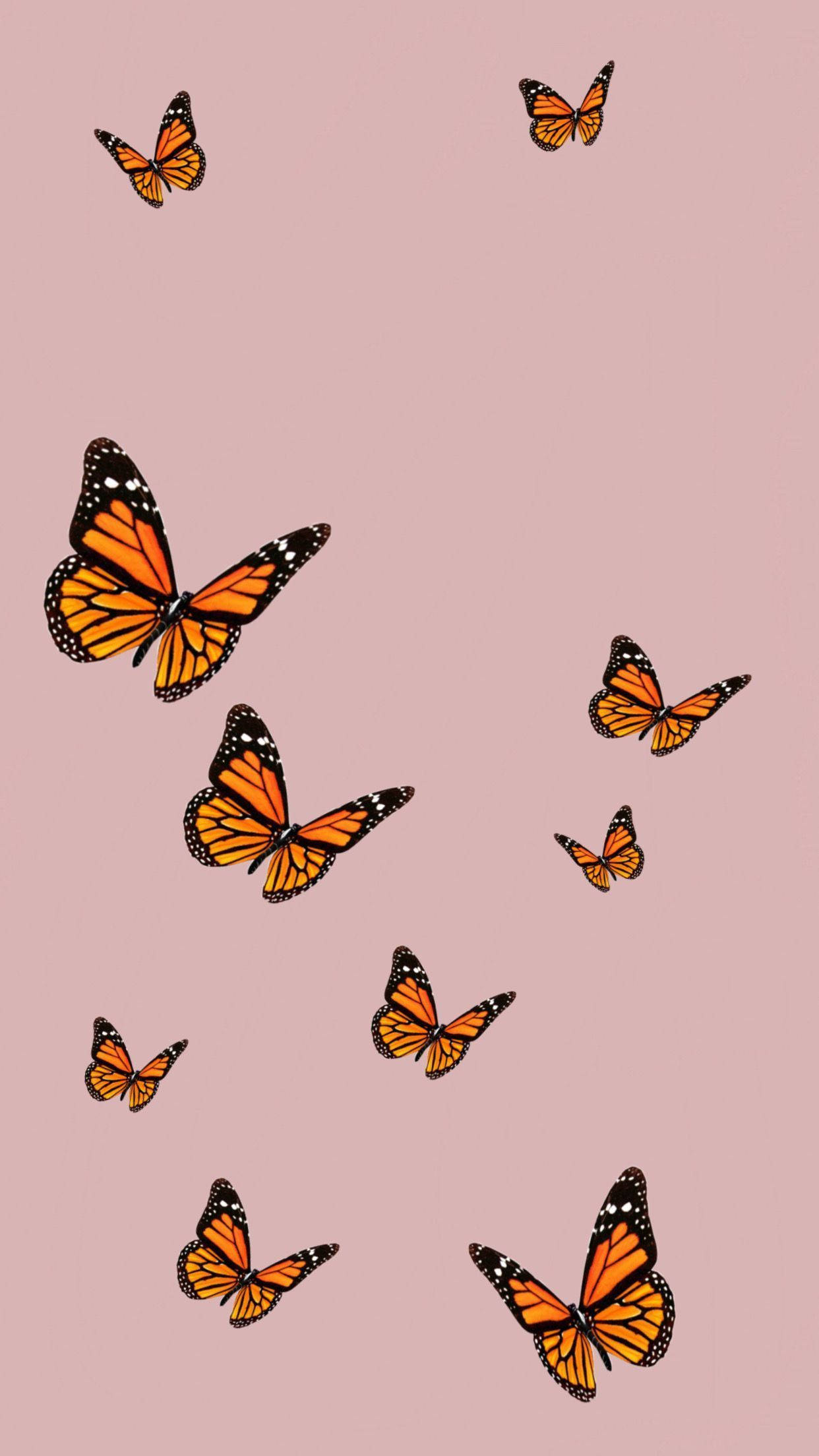 Free Butterfly Wallpaper Downloads, [400+] Butterfly Wallpapers for FREE |  