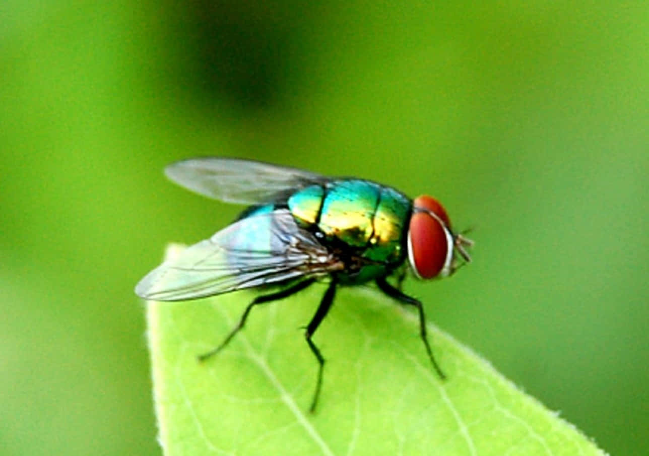 A Green Fly Is Sitting On A Leaf