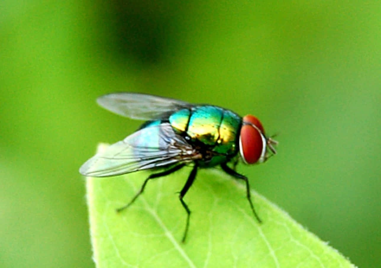 Unamosca Verde Está Sentada En Una Hoja