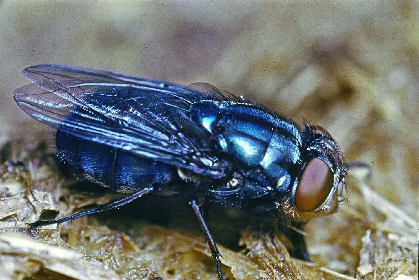 Nårstop Aldrig Med At Flyve