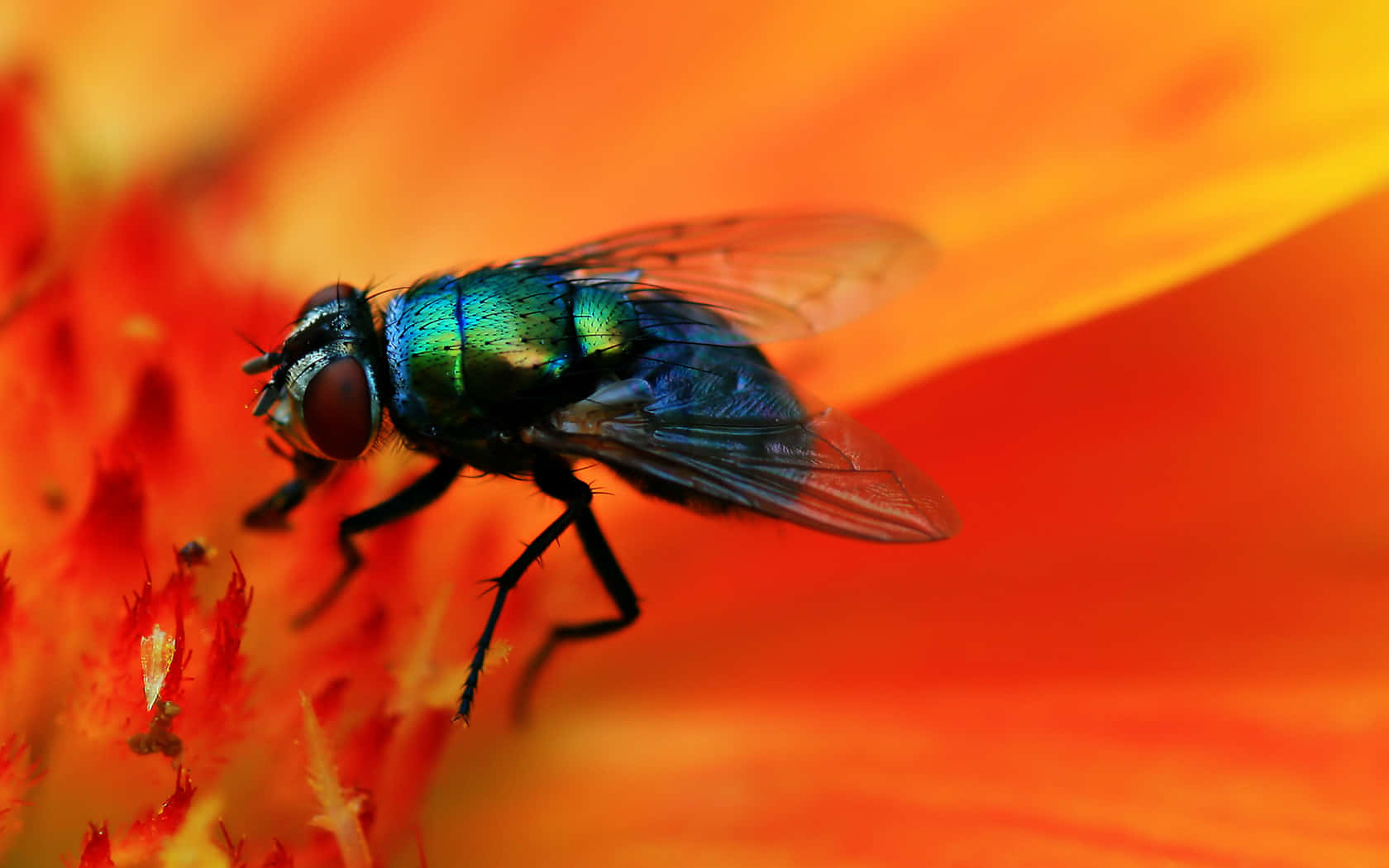 A Fly Is Sitting On A Flower